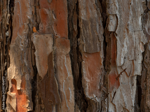 Close-up of pine tree bark with rough texture and natural patterns