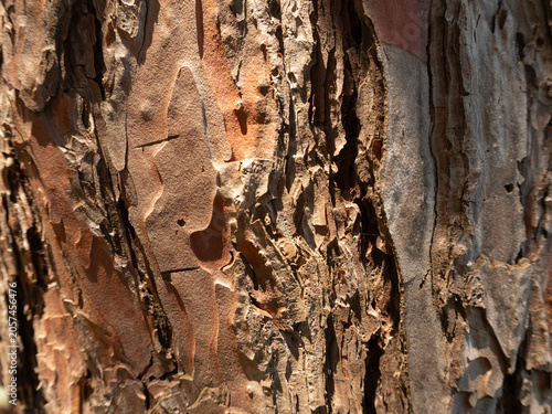 tree bark texture