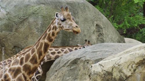giraffe walking along between a group of them in a zoo