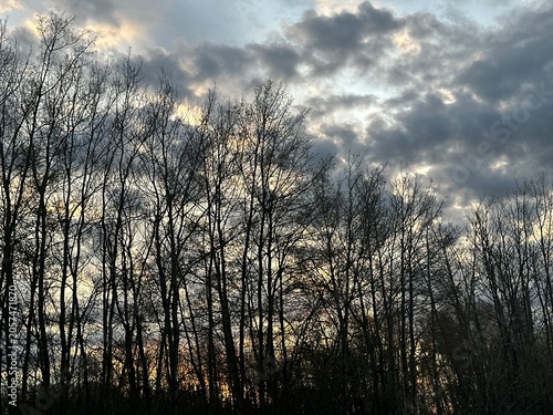 Sunset in the forest