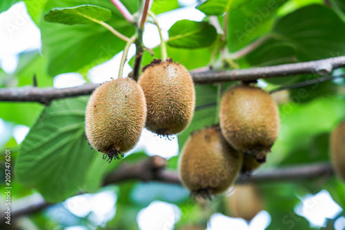 Schilderij op canvas Fresh fuzzy kiwi fruits hang on woody branches, surrounded by lush green leaves in a growing orchard setting