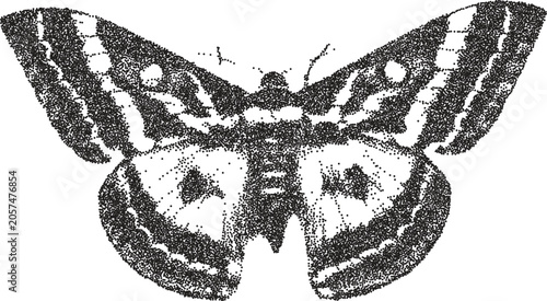 Photography Butterfly vintage y2k stipple art, wings halftone stipple brutalist retro vector