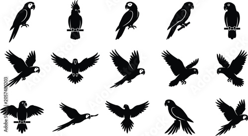 Obraz na płótnie Black and white of various bird species perched on branches bird perched ornitho