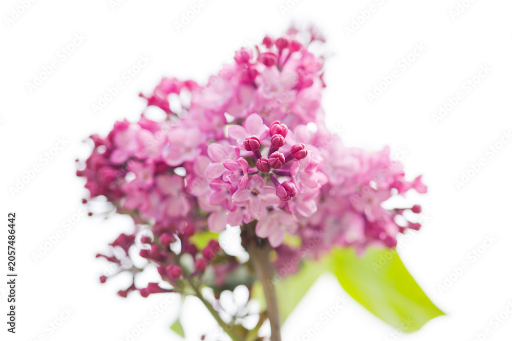 Obraz premium lilac flowers isolated on white