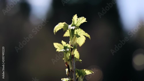 a small green plant reaches out to the light. It is illuminated by the sun's rays