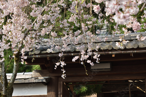 Tableau sur toile 岩屋寺　サクラと山門(京都市山科区)