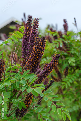 Billede på lærred Amorpha fruticosa Bastardindigo Scheinindigo Detail Blüte