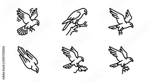 Foto Bird Icon Set, Falcon Vector Graphics, Raptor Illustrations, Wildlife Symbols, H