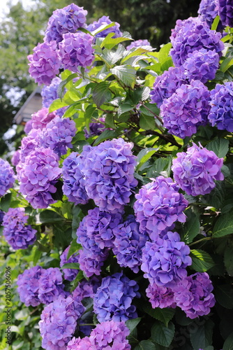 東京散歩　飛鳥山の紫陽花