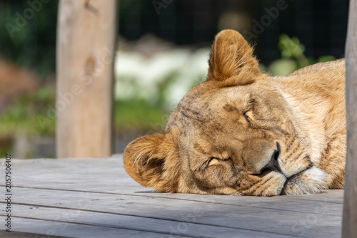 Foto Lioness sleeping peacefully enjoying sun on wooden platform