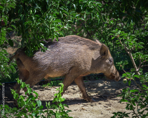The Iberian wild boar (Sus scrofa) is the native wild pig of the Iberian Peninsula. Characterized by its great resilience, dense coat, and excellent sense of smell, it is a key omnivorous animal in Me