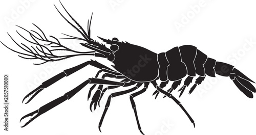 Bild auf Leinwand Black Silhouette of a Shrimp, Aquatic Crustacean Vector Art, Marine Life Illustr