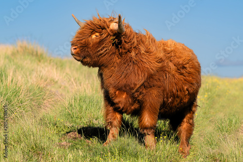 Highlander