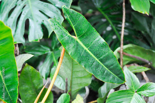 Cuadro en lienzo Philodendron billietiae Croat, ARACEAE or Philodendron plant and rain droplet