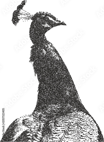 Cuadro en lienzo Peacock vintage y2k stipple art, plume halftone stipple brutalist retro vector p