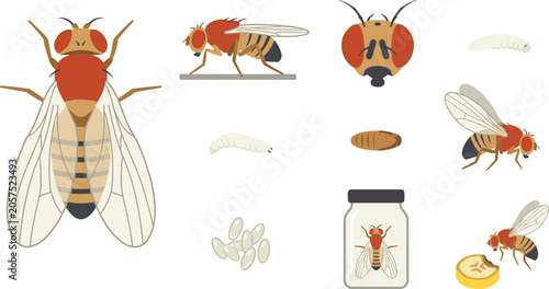 Foto Fruit fly life cycle and laboratory experiment vector illustration set featuring Drosophila melanogaster, eggs, larva maggot, pupa, glass specimen jar, and banana