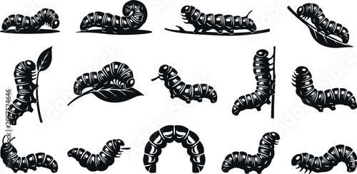Detailed black caterpillar illustrations in different poses on transparent background vector.