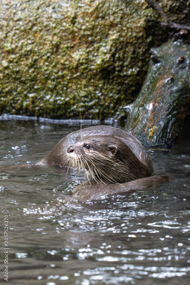 Fototapeta premium Otter swimming in shallow water beside rocks in zoo habitat