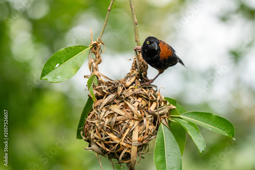 Weaver bird building a hanging nest among green leaves