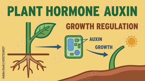 Bild auf Leinwand Plant Hormone Auxin Growth Regulation