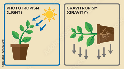 Fotografie Tropism Plant Response to Light and Gravity