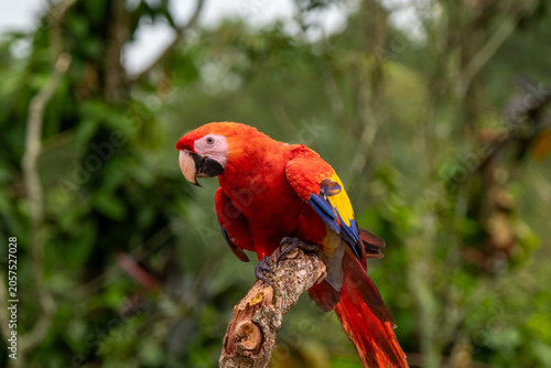 Scarlet macaw perched on branch in lush zoo habitat