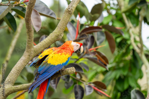 Scarlet macaw preening on tree branch in lush zoo habitat