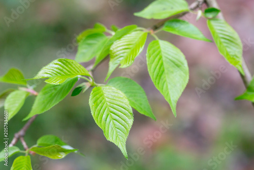 Fotografie lowering cherry blossom (Cerasus x subhirtella)