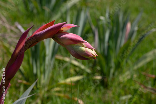 Foto Beschorneria yuccoides, or Mexican lily