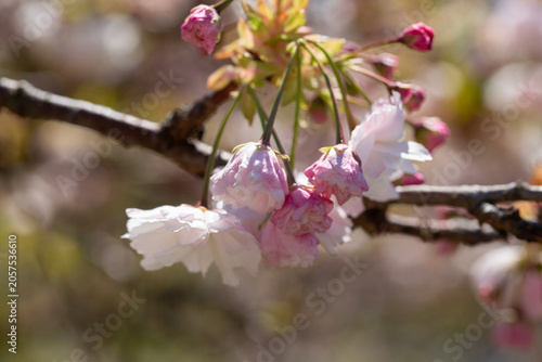 Close-up of bright pink flowers of the Japanese cherry (Prunus serrulata), a type of cherry used for spring displays and cherry blossom festivals.