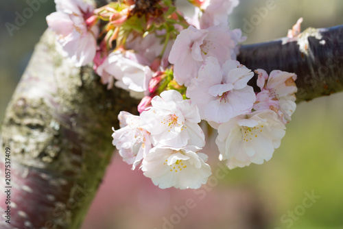 Close-up of bright pink flowers of the Japanese cherry (Prunus serrulata), a type of cherry used for spring displays and cherry blossom festivals.