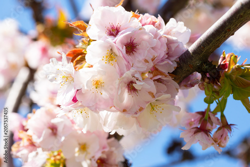Close-up of bright pink flowers of the Japanese cherry (Prunus serrulata), a type of cherry used for spring displays and cherry blossom festivals.