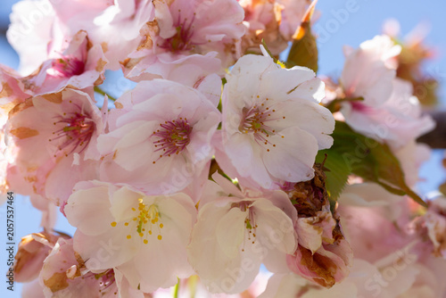 Close-up of bright pink flowers of the Japanese cherry (Prunus serrulata), a type of cherry used for spring displays and cherry blossom festivals.