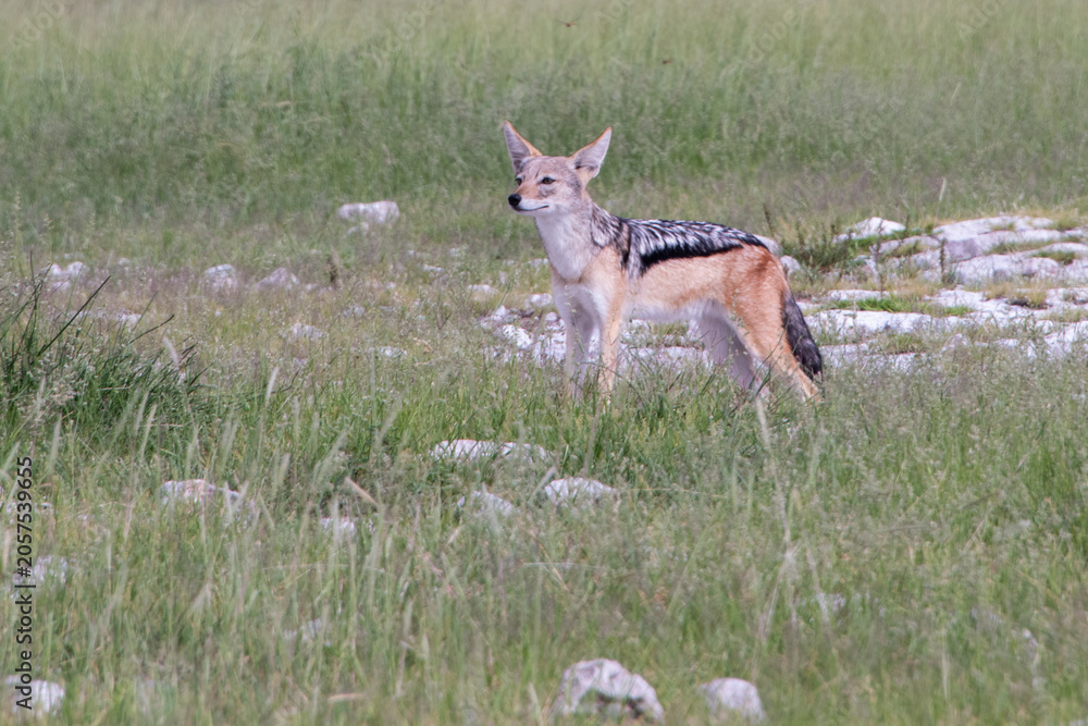 Obraz premium A jackal moves with focus across the plains of Etosha National Park, Namibia, using its sharp senses and remarkable agility to track prey in one of Namibia’s most iconic wildlife ecosystems.