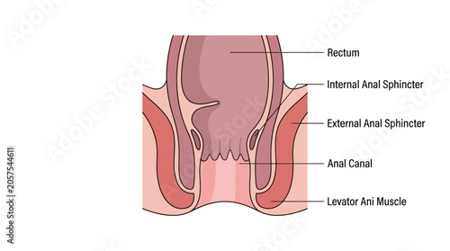 фотографія Anatomical illustration of the human rectum and anal sphincter muscles in a detailed cross-section with labeled components