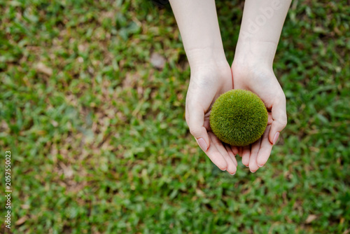 Fotografie Human hands gently cradling a round fuzzy green moss ball above grass, symbolizi