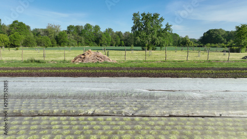 Nurtured bio lettuce Lactuca sativa edible Asteraceae farm farming organic grow planted land by gardener young fresh leaf leaves humus compost vegetables row covers with plastic foil to protect your