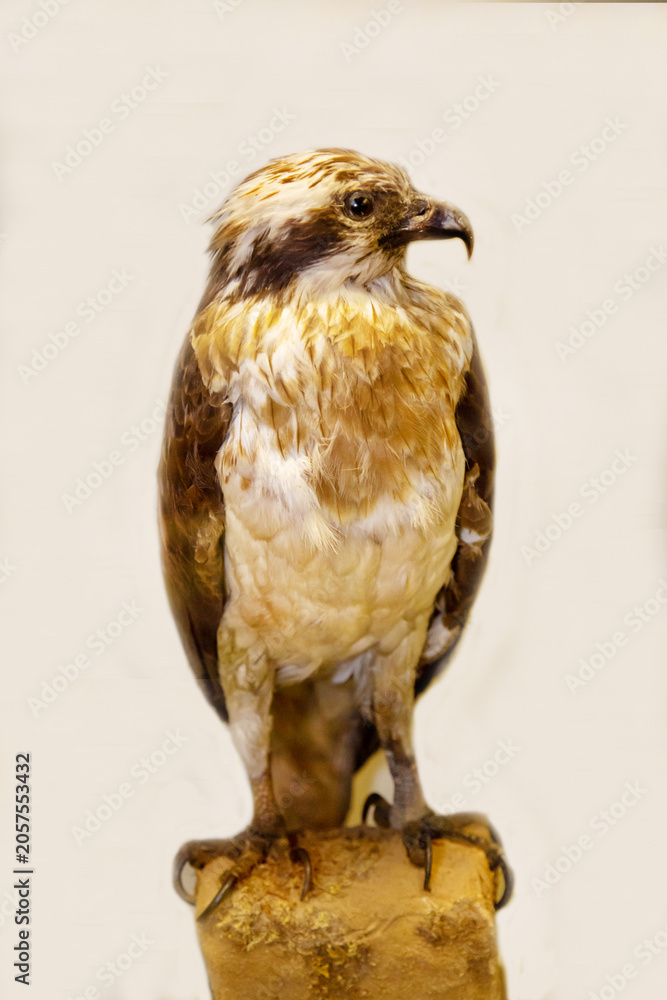 Obraz premium An osprey with a sharp beak sitting on a stone on a white background. Birds, ornithology, ecology.