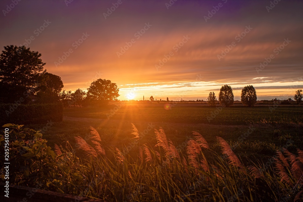 Obraz premium Vibrant sunset illuminating grass stalks in rural landscape
