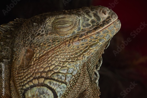 Schilderij op canvas Green iguana resting with eyes closed in dark environment