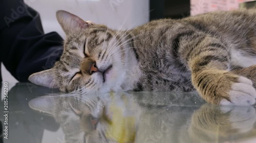 A gentle woman softly strokes a sleepy tabby cat that is soundly napping on a reflective glass table