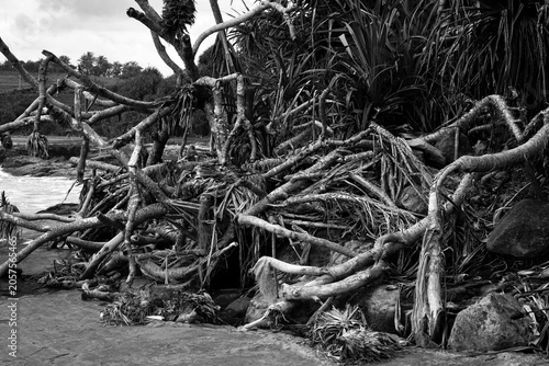 Valokuva Black and White Coastal Scene with Exposed Pandanus Roots and Tropical Vegetatio