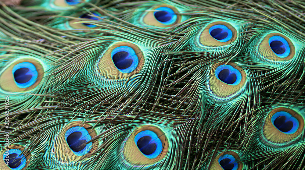 Obraz premium Close-up Iridescent Peacock Tail Feathers with Eye Patterns, Macro Texture Detail