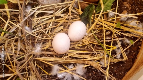 Two white bird eggs in a natural nest made of straw and feathers