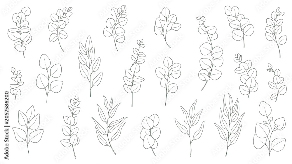 Fototapeta premium Eucalyptus Leaf Sprigs Vector Collection Minimal Botanical Branches and Foliage Elements Set