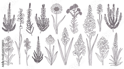 Heathland Wildflower Vector Collection Hand Drawn Botanical Species for Ecological Landscape Design