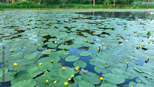 Quadro su tela Beautiful Nuphar lutea, the yellow water lily pond wetland spatterdock, is an aq