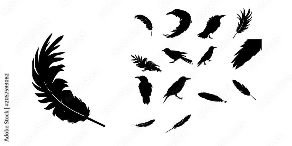 Obraz premium Crow Feather Silhouette
