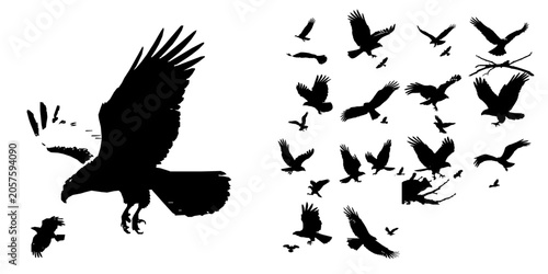 Hawk Diving Toward Prey Silhouette