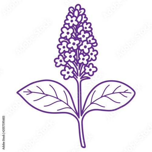 Purple lilac flower with leaves illustration isolated on transparent background